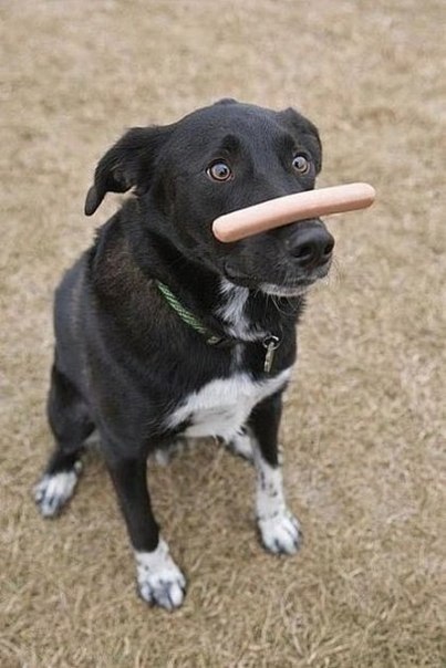   ))