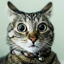 ���� ˸�����, �������, 62 ���� - ��������� 21 ������� 2015 � ������ ������ ��������