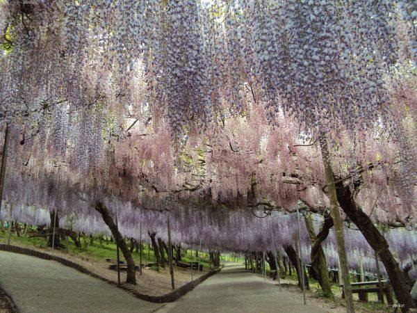 Kawachi Fuji Garden.   , 