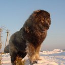  Irishka))),  -  15  2015     ))))