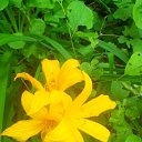  , -, 43  -  17  2015   