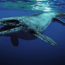 ���� Amirgamza, ���������, 49 ��� - ��������� 20 �������� 2015 � ������ ���� ����������