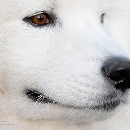 �������, �����-���������, 49 ���