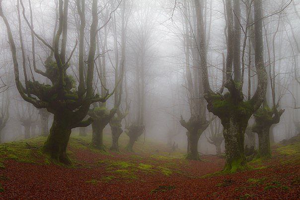    .   (Gorbea Natural Park)     ... - 4