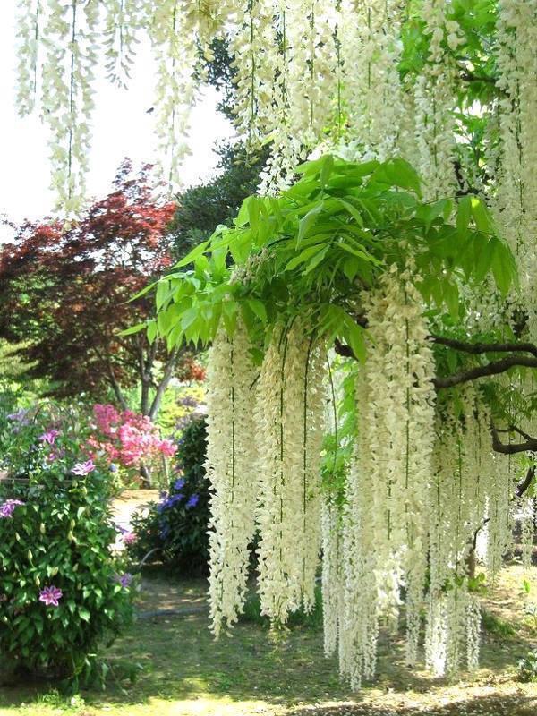 Kawachi Fuji Garden.   ,  - 3