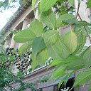 ������� ������� �� ������� ��������