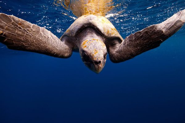 Подводная часть портфолио современного фотографа Jorge Cervera Hauser. - 12