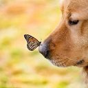 ���� ��������, ������, 39 ��� - ��������� 28 ������� 2015 � ������ ���� ����������