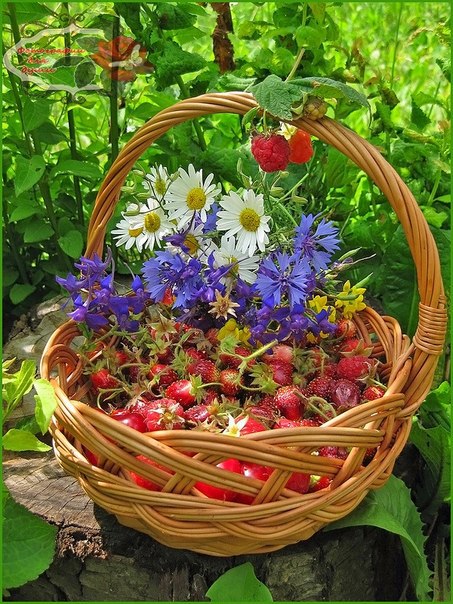 Какое слово сладкое – июнь!.. В нём вкус черешен, аромат клубники… А на проблемы и печали - плюнь! ...