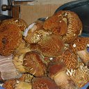 ���� ���������, �������, 61 ��� - ��������� 7 ������� 2015 � ������ ���� ����������