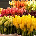 ���� �������, ��������� - ��������� 25 ��� 2015 � ������ ������ ��������