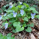  , , 60  -  7  2015       04.05.15.