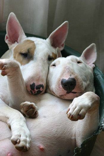 Милости приятности