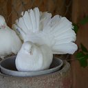 ���� �������, �����-���������, 44 ���� - ��������� 5 ��� 2015 � ������ ���� ����������