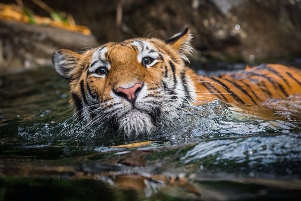 Восхищение тиграми.Этот пост мы бы хотели посвятить ИМ. Здесь нет текста, в который надо ... - 4