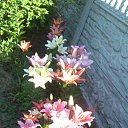 ���� Natali, ������ - ��������� 2 ���� 2015 � ������ ���� �������� 2015�