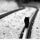 ���� Nikkii, ��������� - ��������� 8 ������� 2015 � ������ ������ ��������