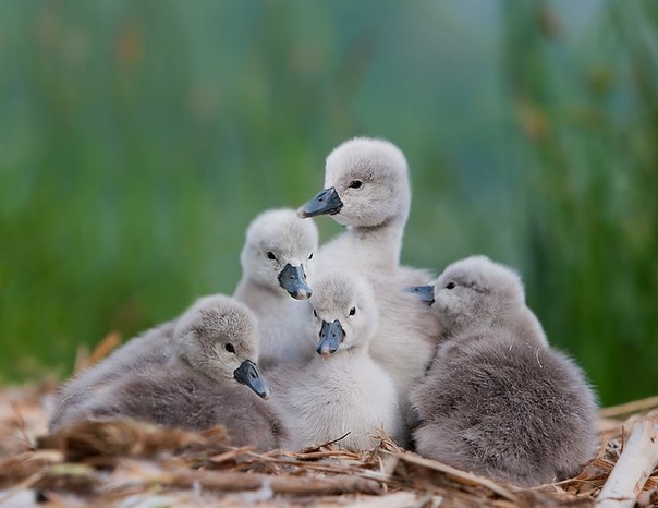  Stefano Ronchi. - 5