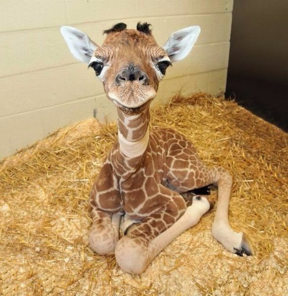     ,     .#animal@travel.blog - 7
