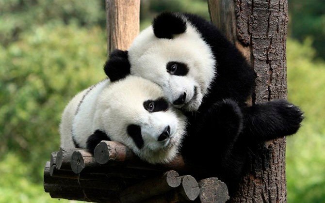   .#animal@travel.blog - 2
