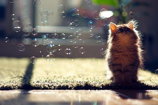     ,     .#animal@travel.blog - 10
