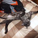  Igor, , 54  -  19  2015   2015