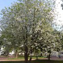 ���� Elena, ������ - ��������� 10 ��� 2015 � ������ �����