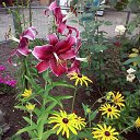 ���� �����, ���������, 56 ��� - ��������� 3 ������� 2015 � ������ ���� ����������