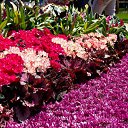 ���� ������, ������������ - ��������� 16 ���� 2015