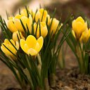 ���� �����, ������ ��� - ��������� 15 ��� 2015 � ������ �����ۻ