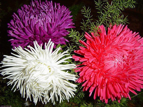 �������-�������. ������� � ��������� � ���, ����� �������, ��� ��� ����� ������������� � �����, ��� ...