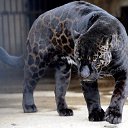 ���� ������, ���������, 52 ���� - ��������� 12 ������� 2015 � ������ ���� ����������