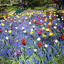 Keukenhof �� ������� ��������� ������