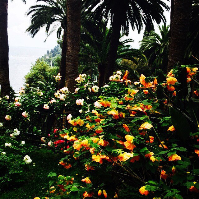 Beautiful #flowersoftheday.  , ! #wonderfulworld #portofino #paradise