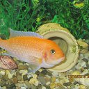  &quot;&quot; (Labidochromis caeruleus).    .