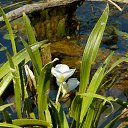 ���� �����, �����, 64 ���� - ��������� 9 ���� 2015 � ������ ����� ���� ���� (07.06.2015)�