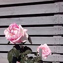 ���� �����, �����-���������, 63 ���� - ��������� 19 ���� 2015 � ������ �������