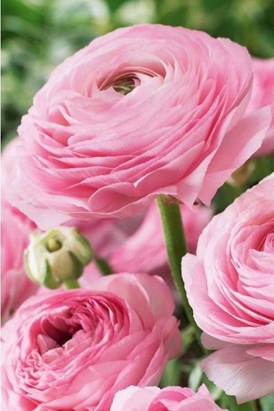  ,  ,    ,       . - 4