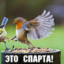 ���� ���������, ������, 65 ��� - ��������� 28 ��� 2015 � ������ ���� ����������