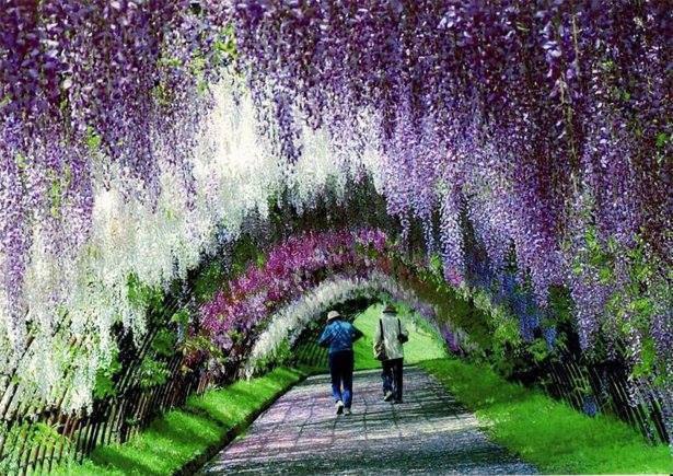 Kawachi Fuji Garden.   ,  - 2