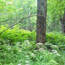  , -, 43  -  17  2015   