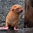 ���� �������, ��������� - ��������� 18 ��� 2015 � ������ ������ ��������