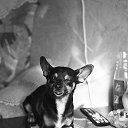    ,  ...   Pinochetto