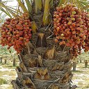���� Turko Turkoman, ������, 55 ��� - ��������� 29 ������ 2015 � ������ ���� ����������