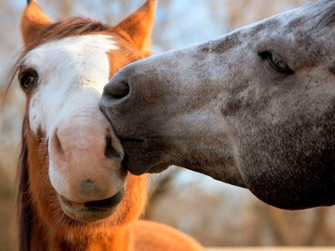   .#animal@travel.blog - 3