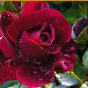 ���� **Markiza*c*250*, ����� - ��������� 17 ���� 2015 � ������ �**************�