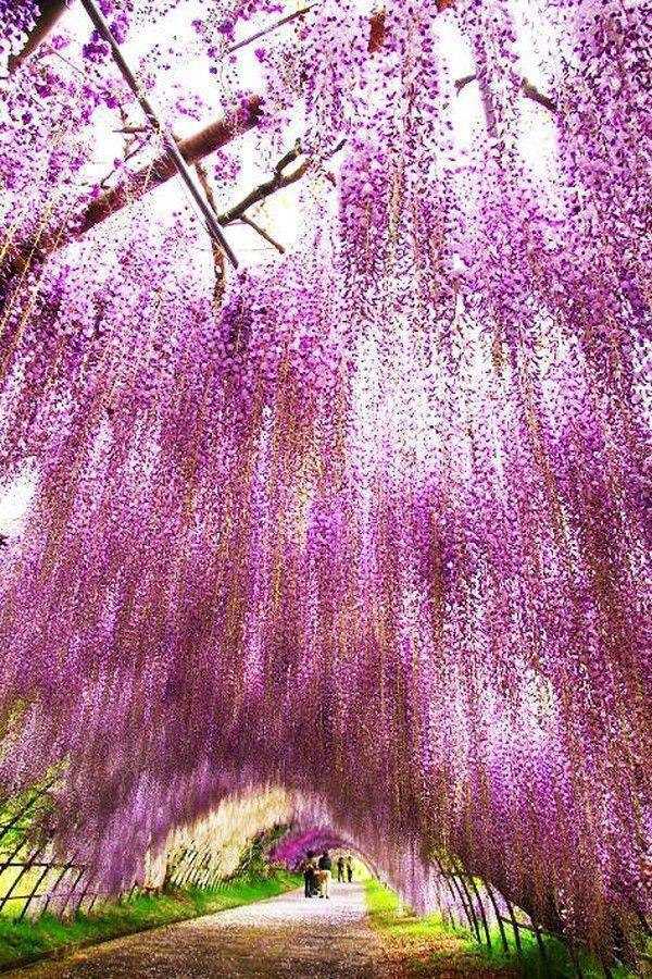 Kawachi Fuji Garden.   ,  - 5