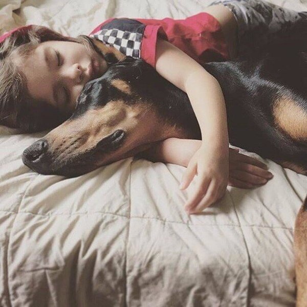 4-летняя Сиена и её четырёхлапый друг, доберман Будда - 6
