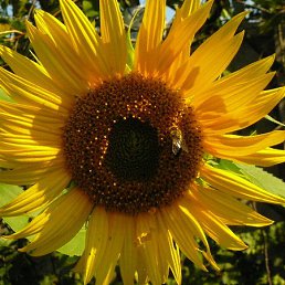 ���� �����, �������, 59 ��� - ��������� 3 ��� 2015