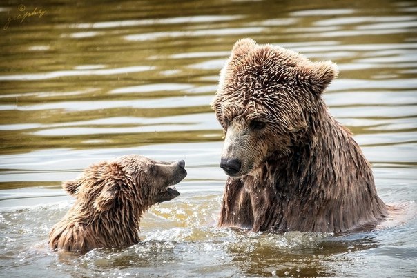 ����� ������� - 8 �������� 2015 � 18:15